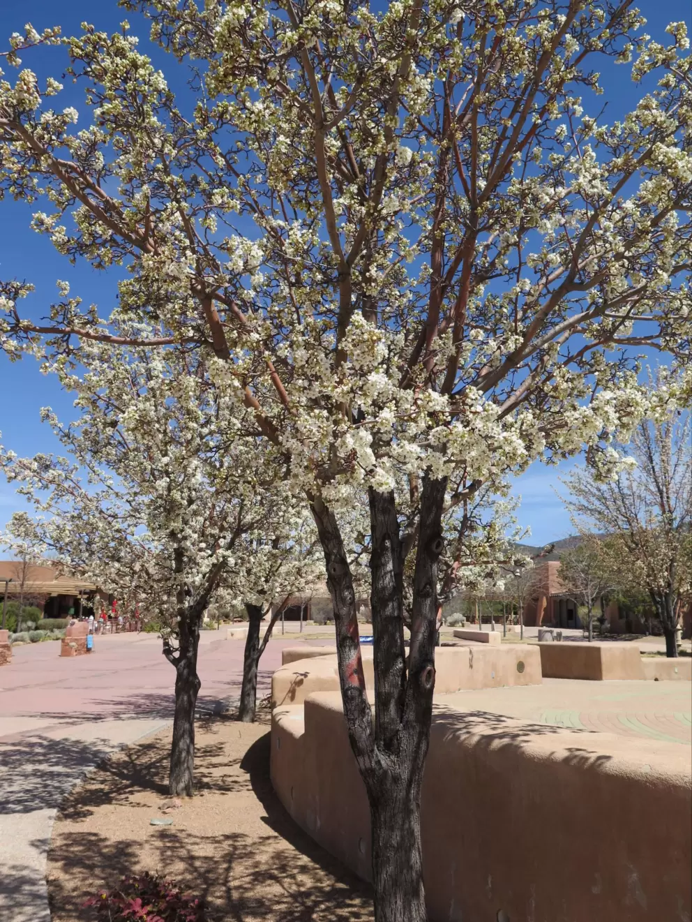 Blossoming trees at Museum Hill.