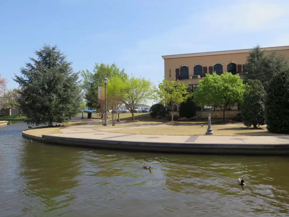 Ducks in the water.