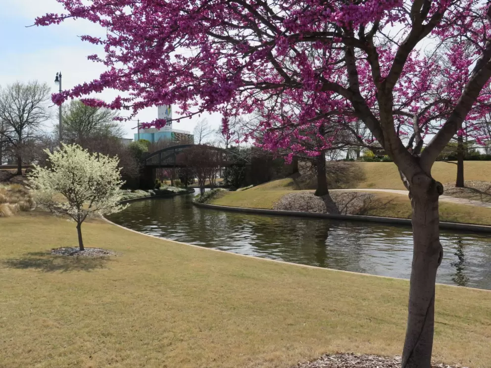 It's dry but there are flowers and blossoming trees.