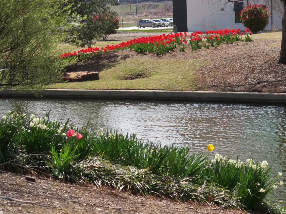 Tulips and daffodils by the canal.