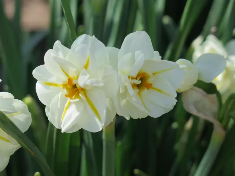 Daffodils, near the Centennial Land Run Sculpture.