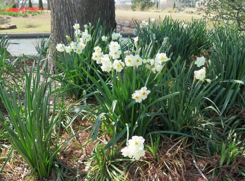Daffodils at the base of a tree.