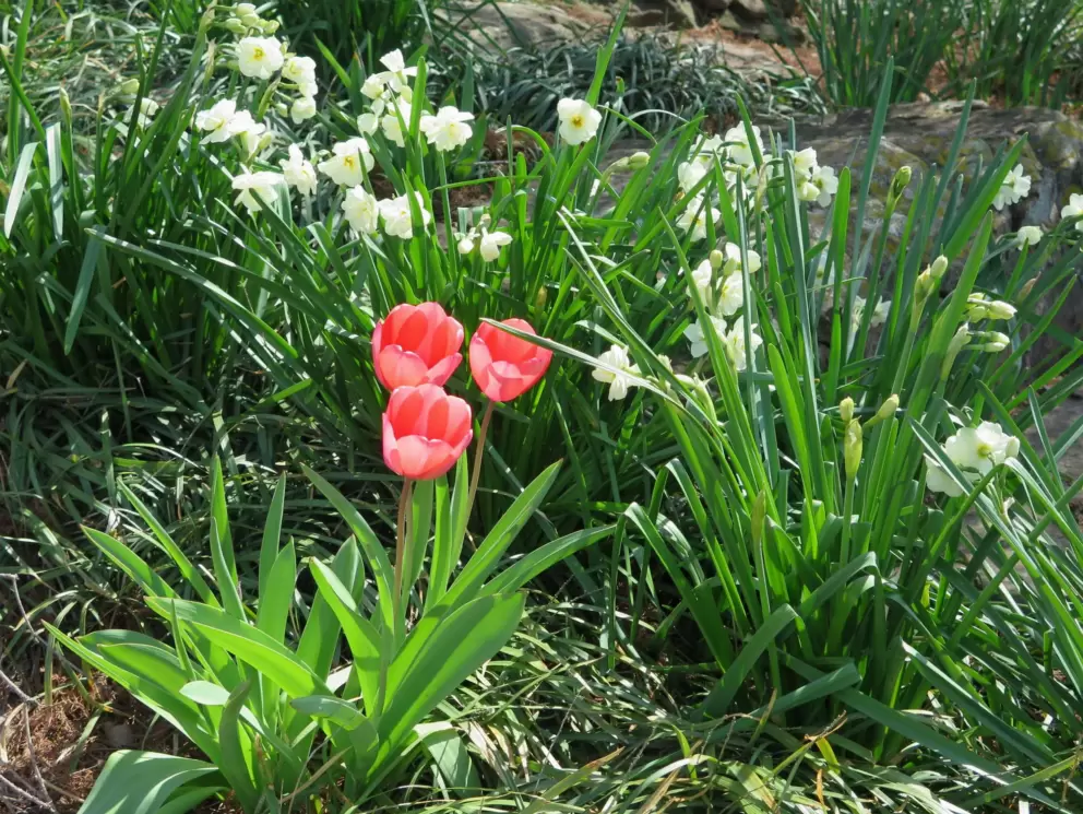 Pink tulips.