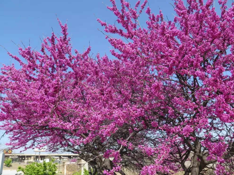 Purple blossoms!