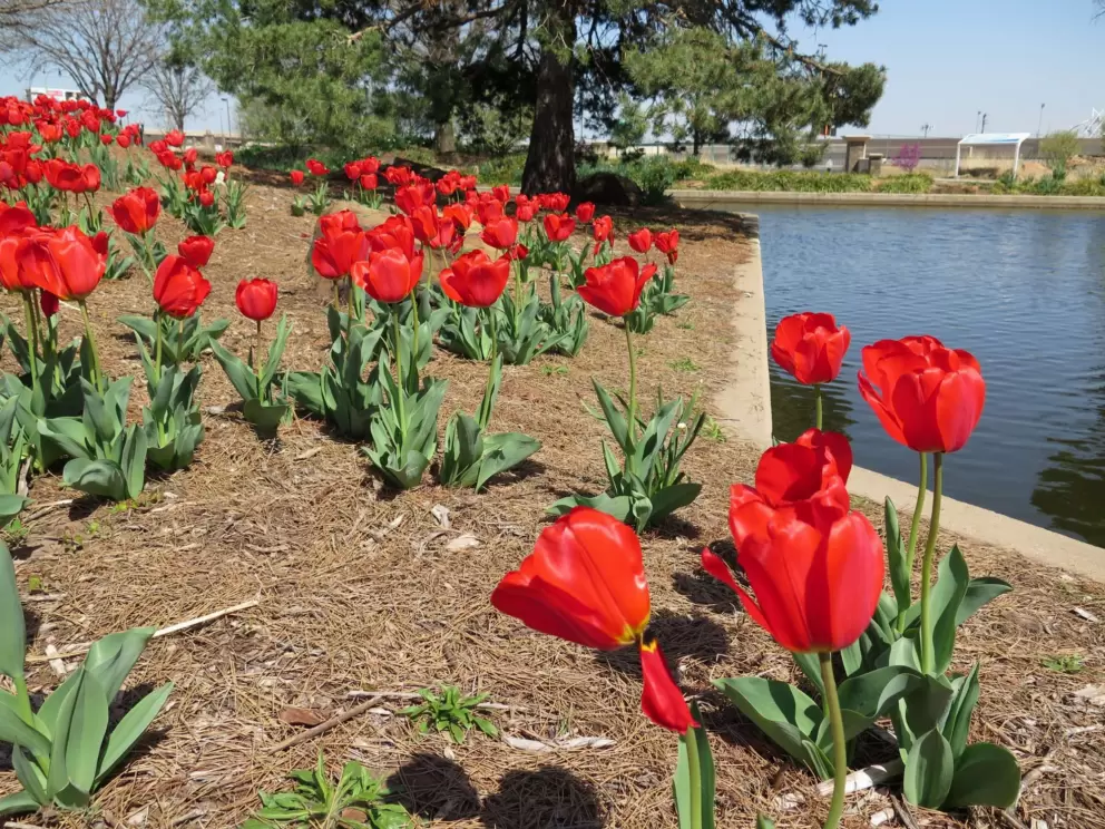 Red daffodils galore!