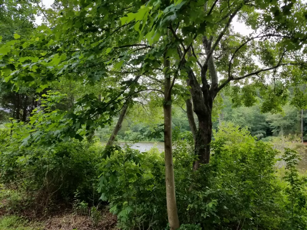 Lush vegetation.