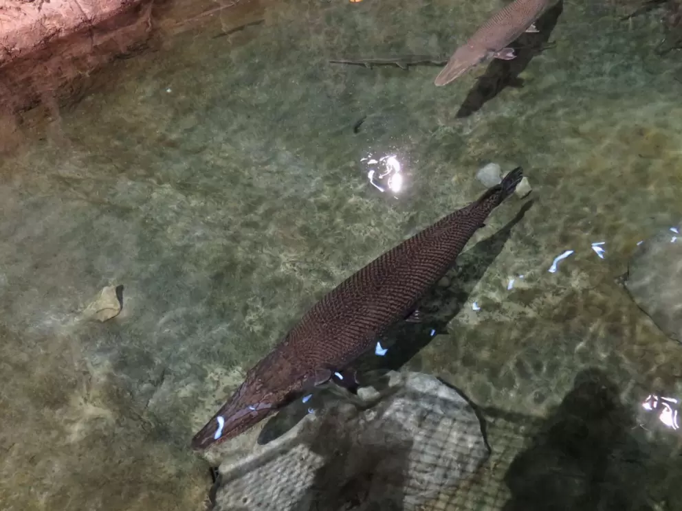 Alligator gar.
