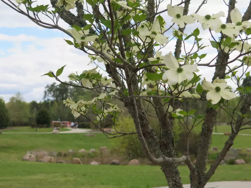 Blossoming tree in spring.