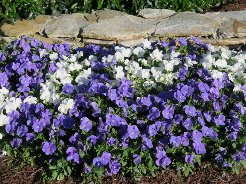 Flowers at the Franklin Street entrance.