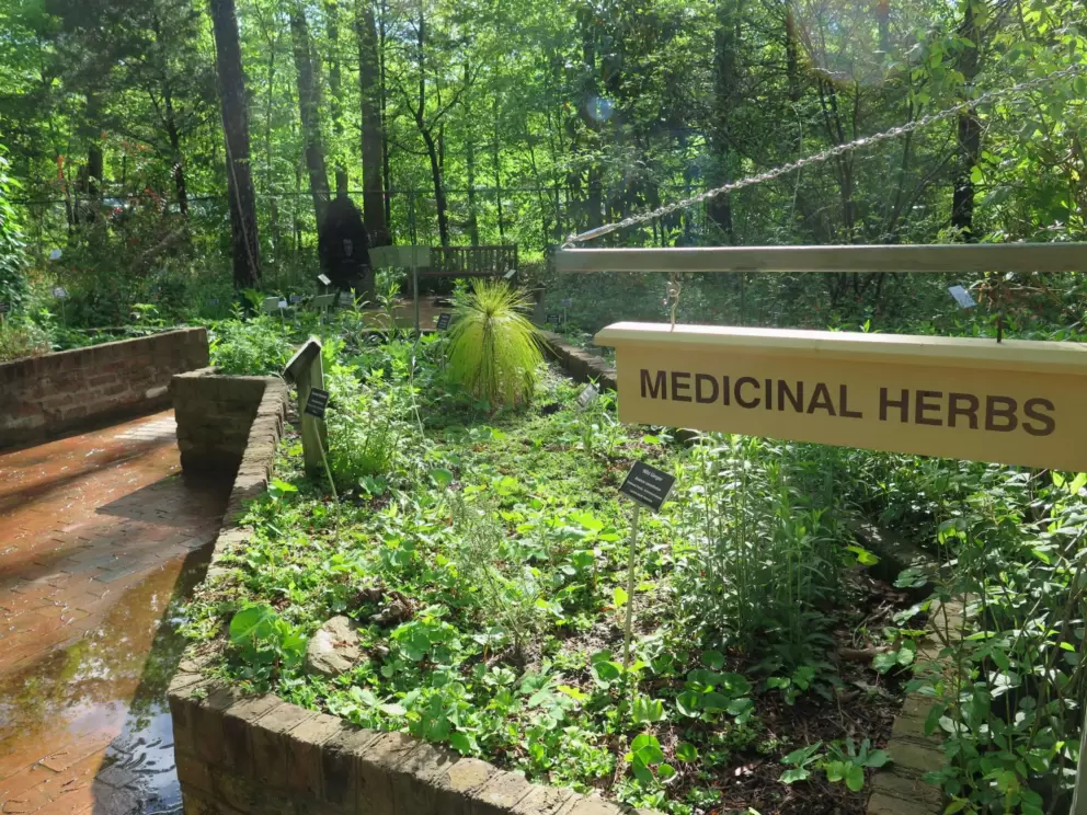 Herb garden.
