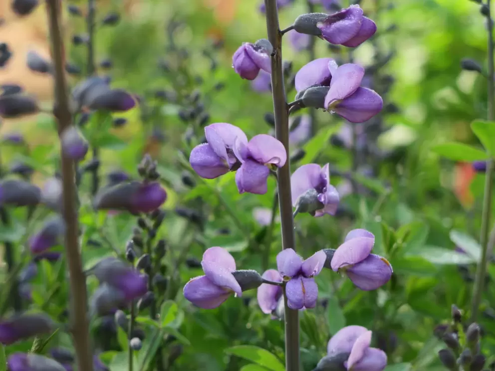 Wild indigo.