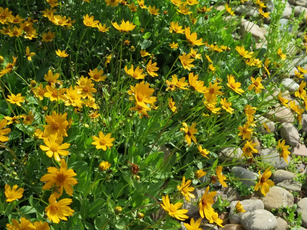 Lobed tickseed.