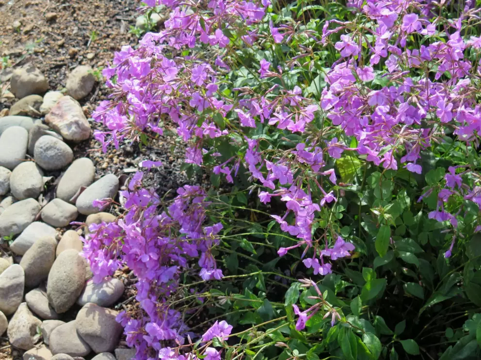 Smooth mountain phlox.