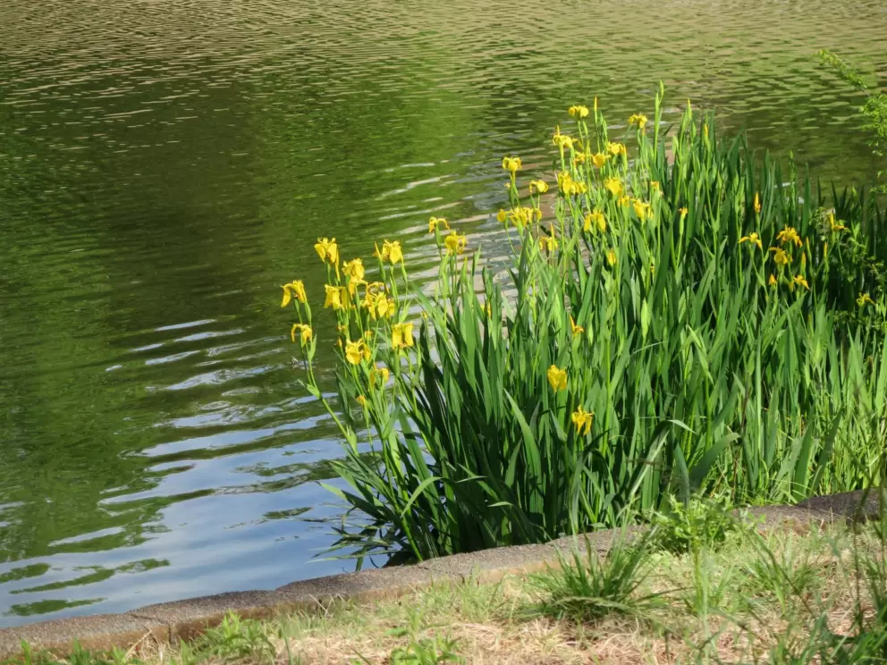 Yellow lilies by the pond.