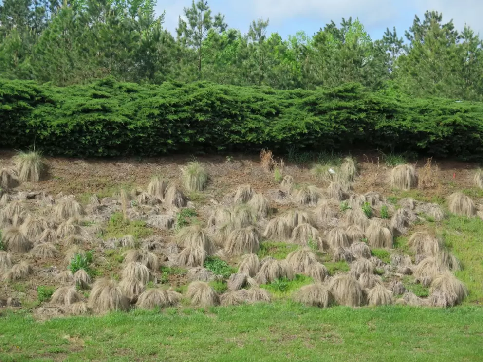 Cute Lord of the Rings landscape.