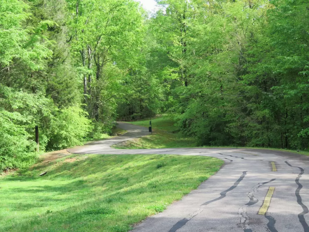Downhill part in gorgeous forest.