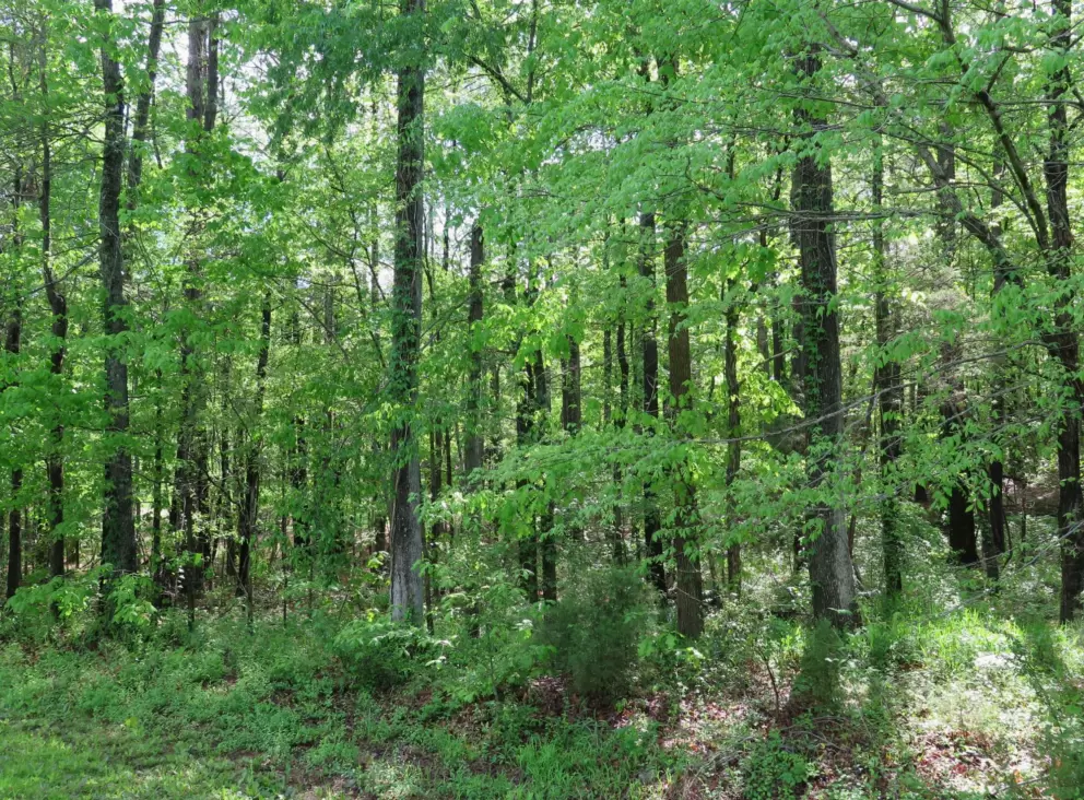 Forest all around you!