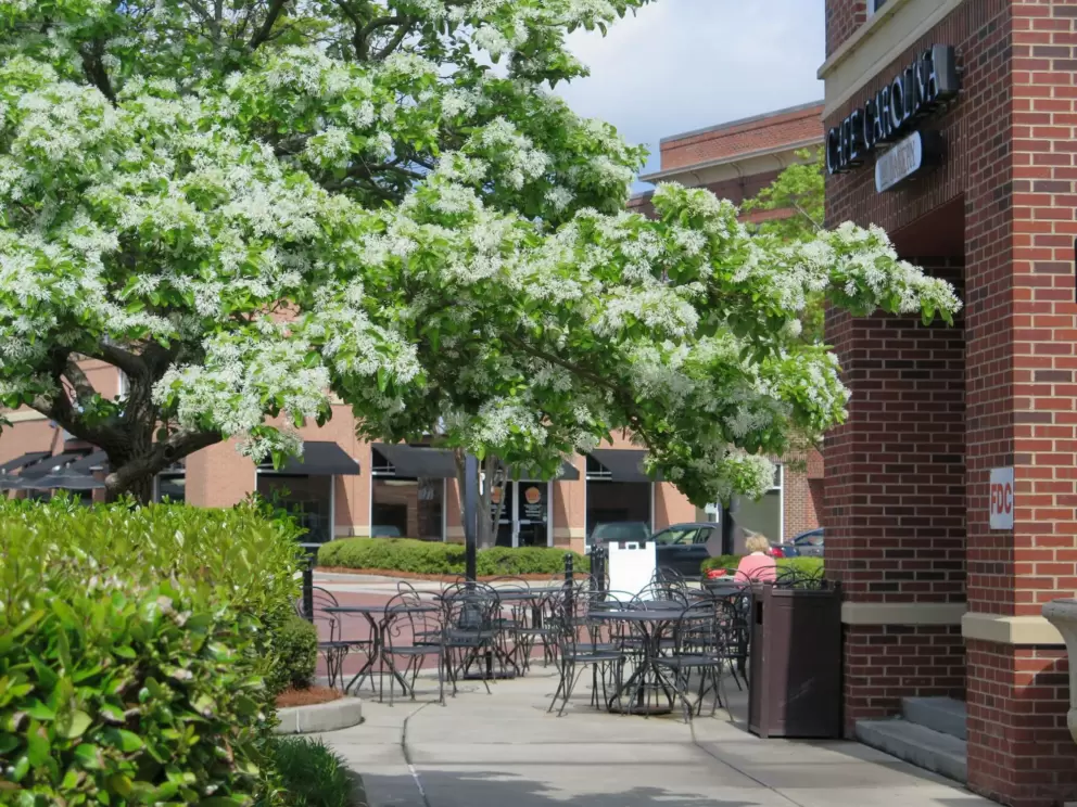 Springtime blossoms outside Carolina Bakery.