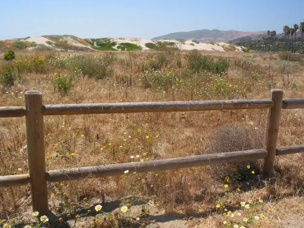 Wildflowers and dunes at windy San Buenaventura Beach.