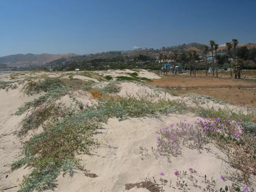 Flowering creepers on the dunes, and Ventura's yellow-brown hills in the background.