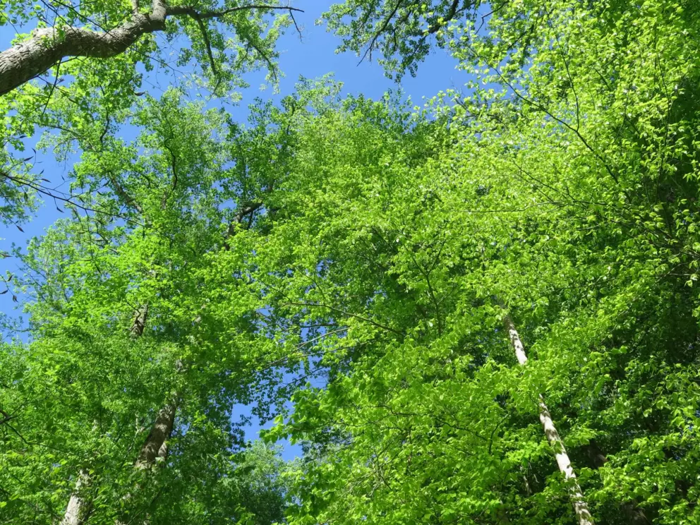 Looking up at the trees, near Umstead Park.