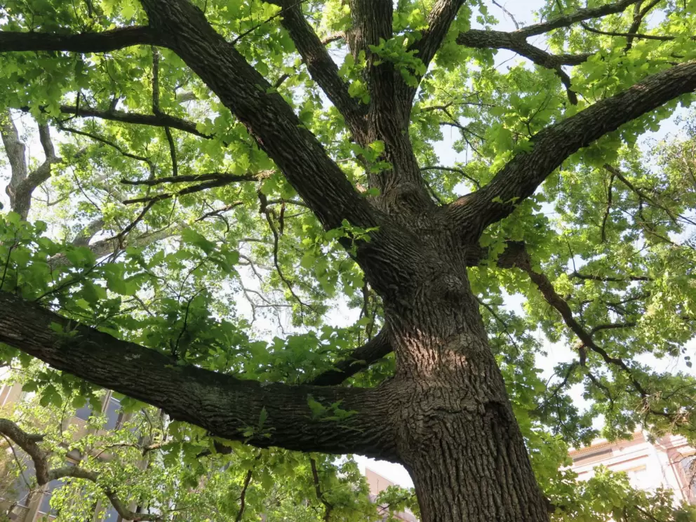 Burr oak tree.