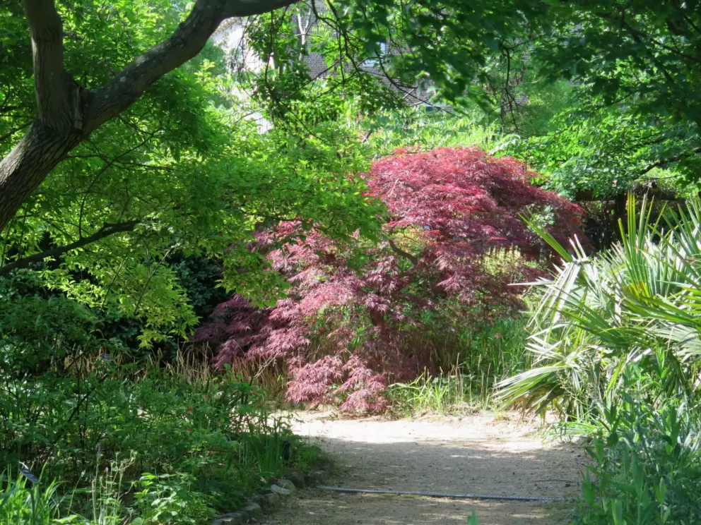 Japanese maple. 