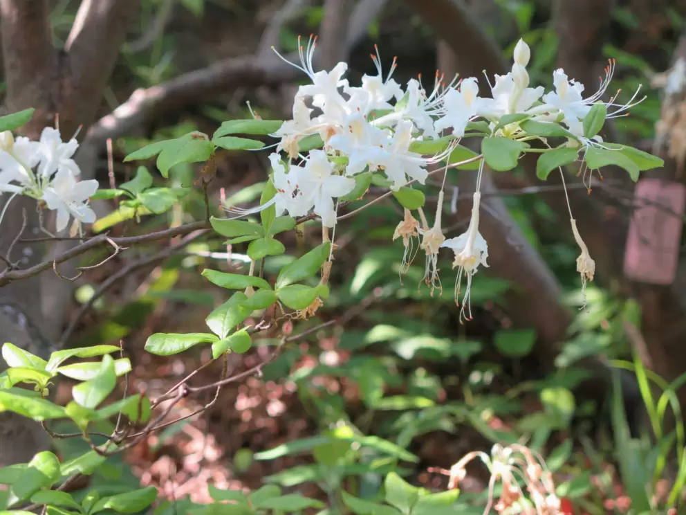 Honeysuckle.