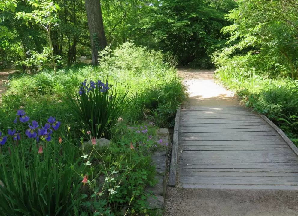 Path past iris flowers.