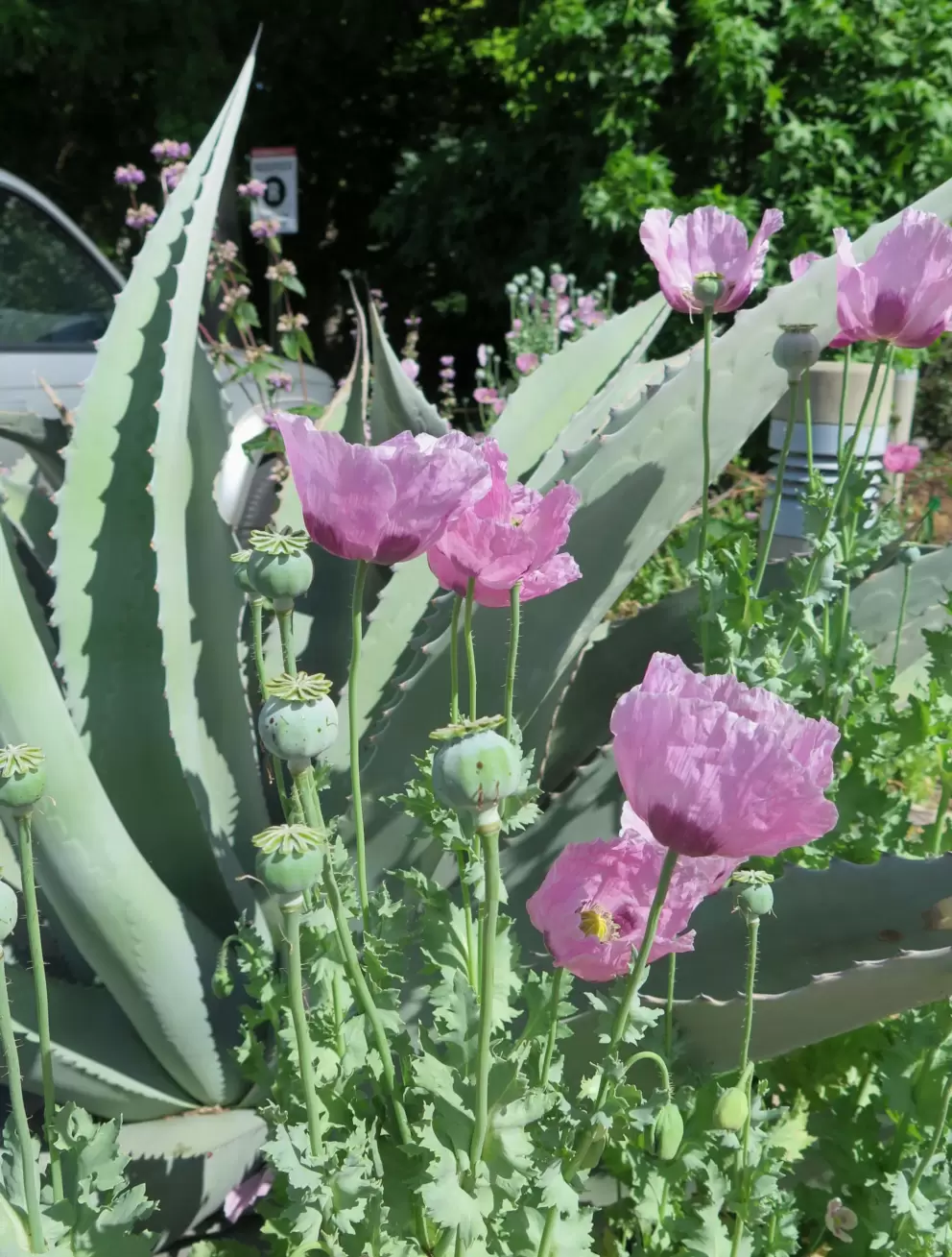 Even the flowers in the parking lot are gorgeous!