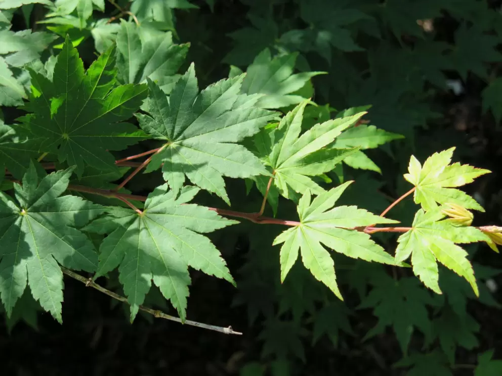 Maple.