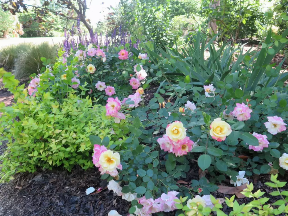 Yellow roses and pink roses on the same bush!
