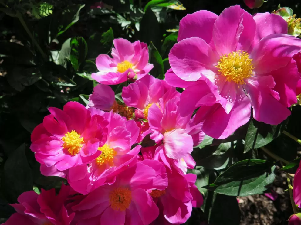 Incredible deep pink peonies.