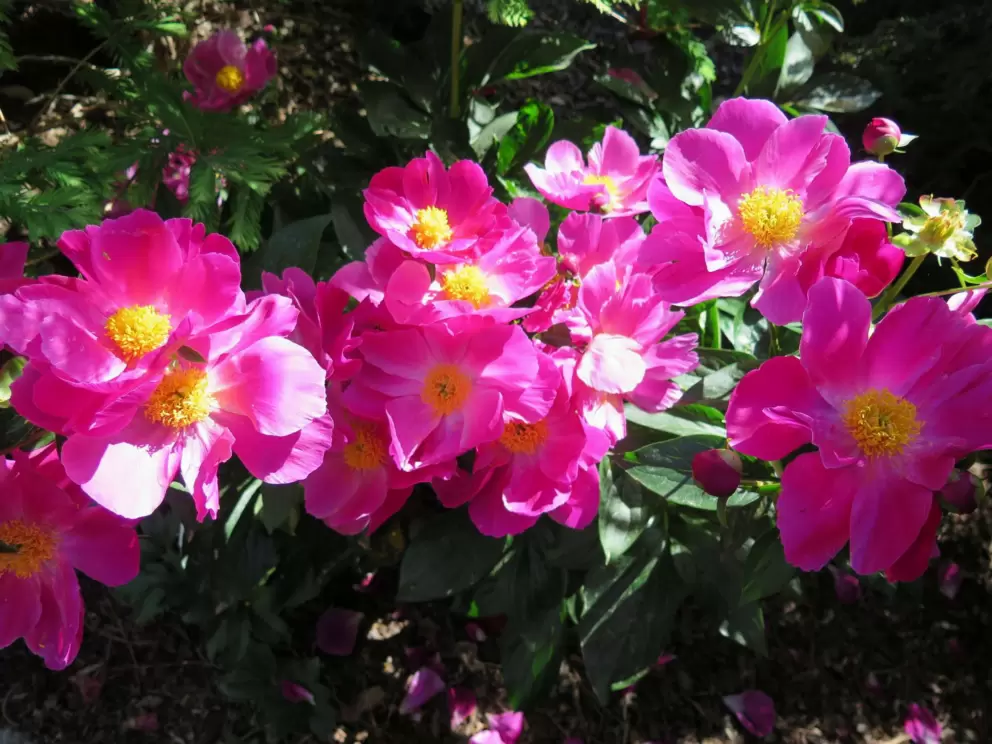Dark pink peonies catching the light.