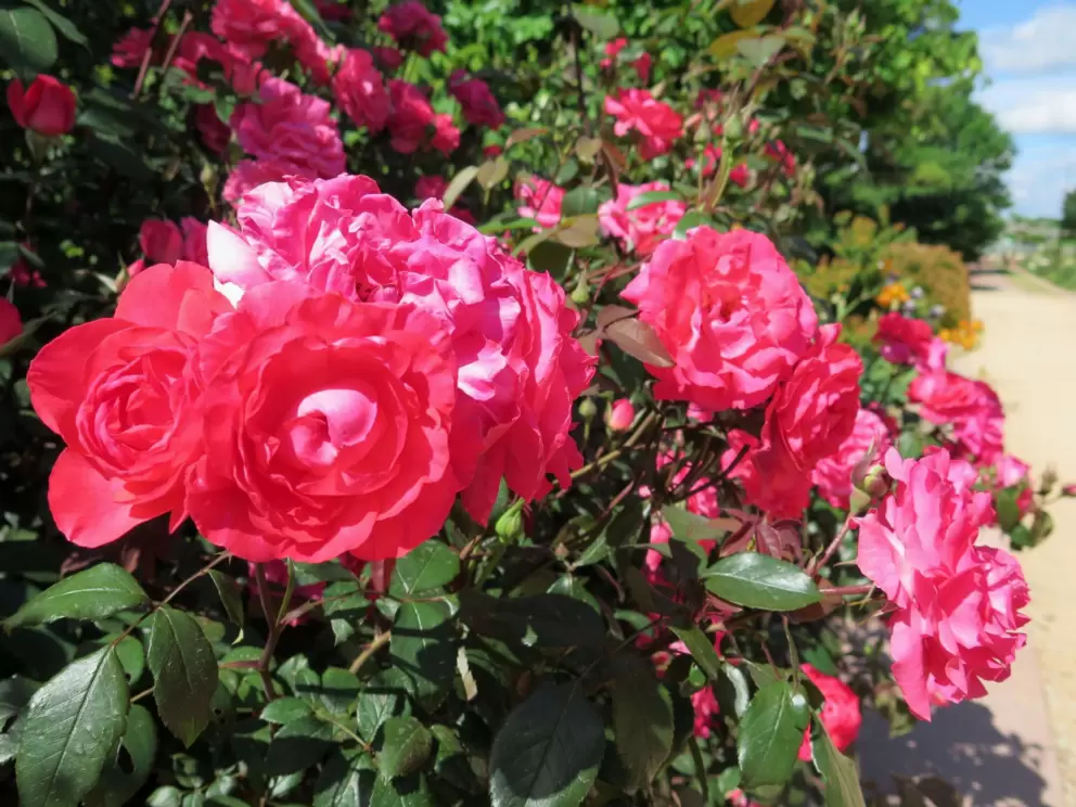 Exquisite dark pink roses and blue sky.