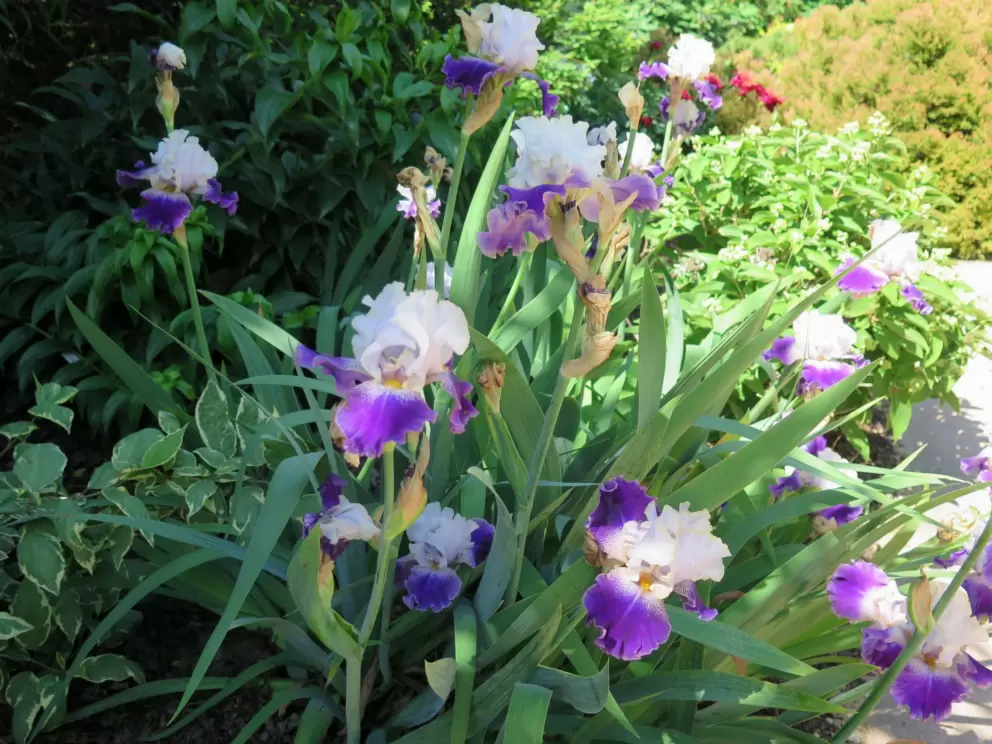 Slovak Prince tall bearded iris.