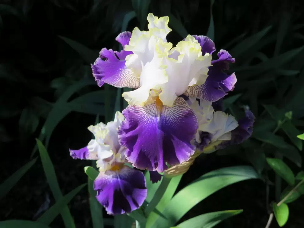 Slovak Prince iris!