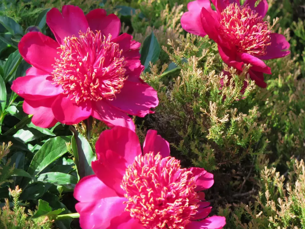 More large dark pink flowers!