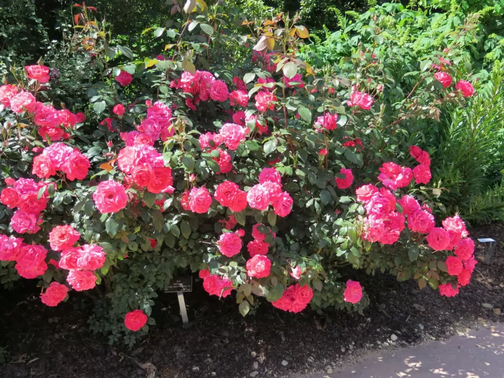 Grandiflora roses.