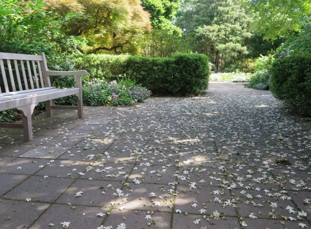 Petals on the ground!