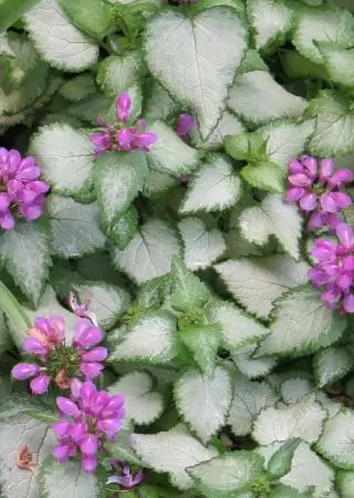 Happy Trails foamflower, so glossy, and look at the heart-shaped outlined leaves!