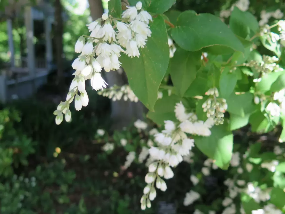 Dainty hanging flowers.