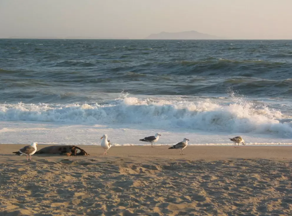 Seagulls brace against the cold wind. Anacapa Island can be seen clearly from shore.
