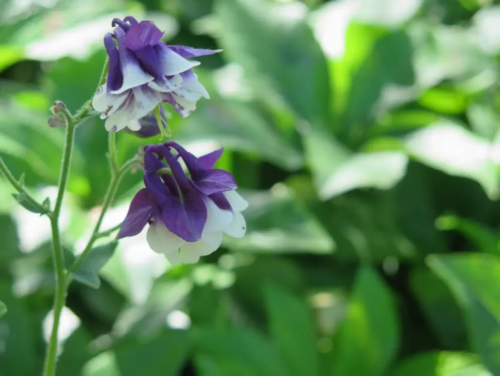 Purple and white bell flowers.