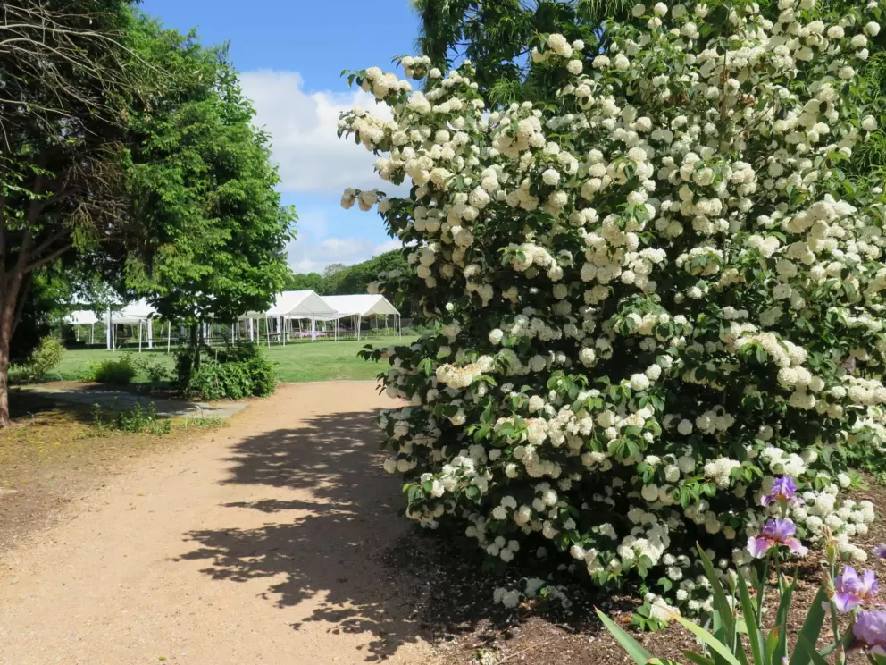 Looking past spring flowers toward event tents.