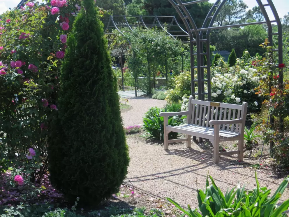 Bench, fir tree, and arches for roses.