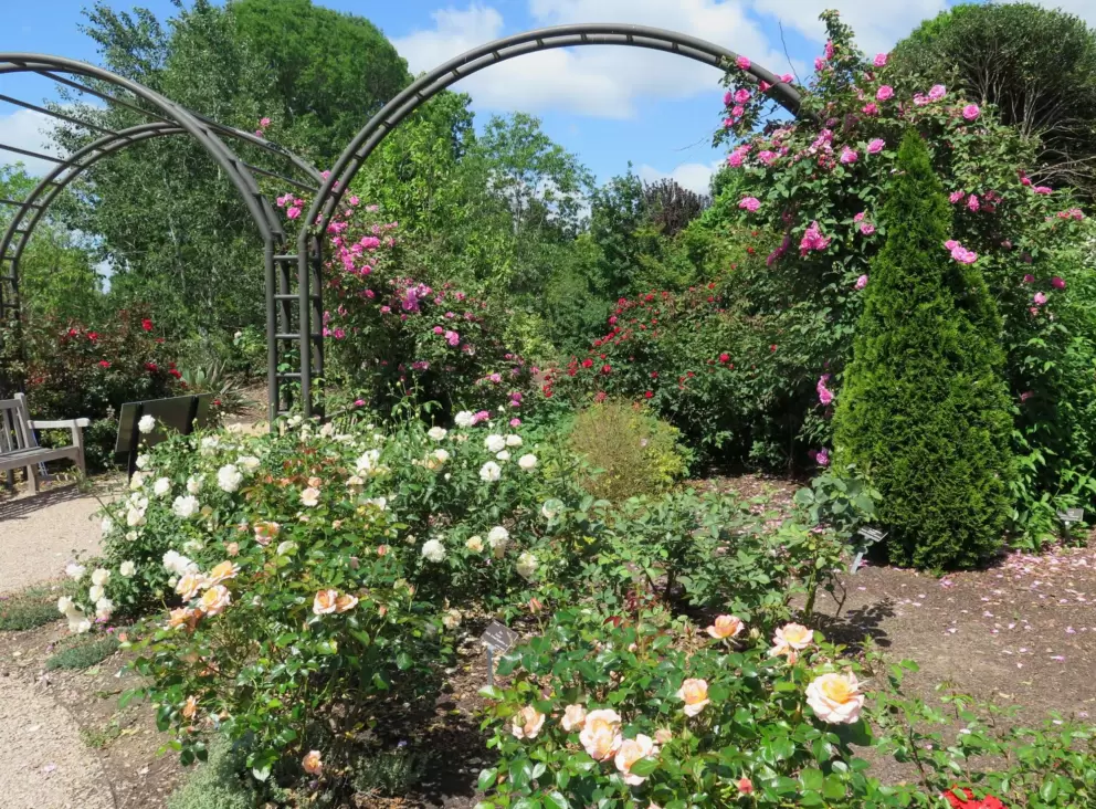 Rose garden.