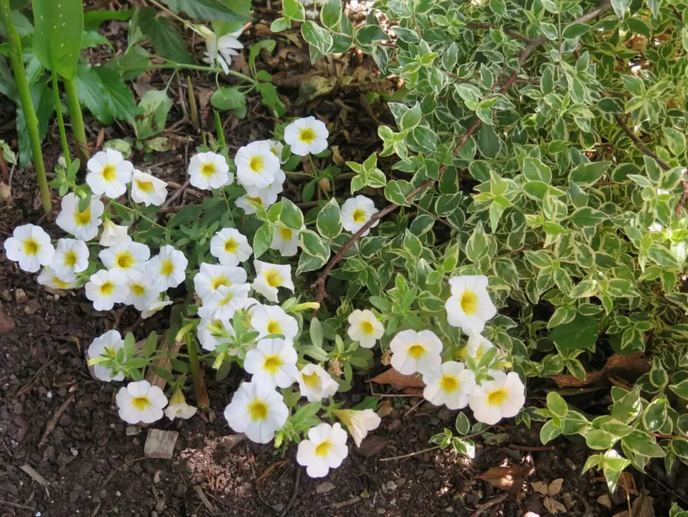 Flowers in the white garden.