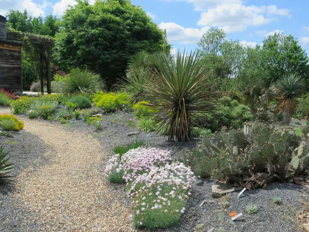 Cactus garden.