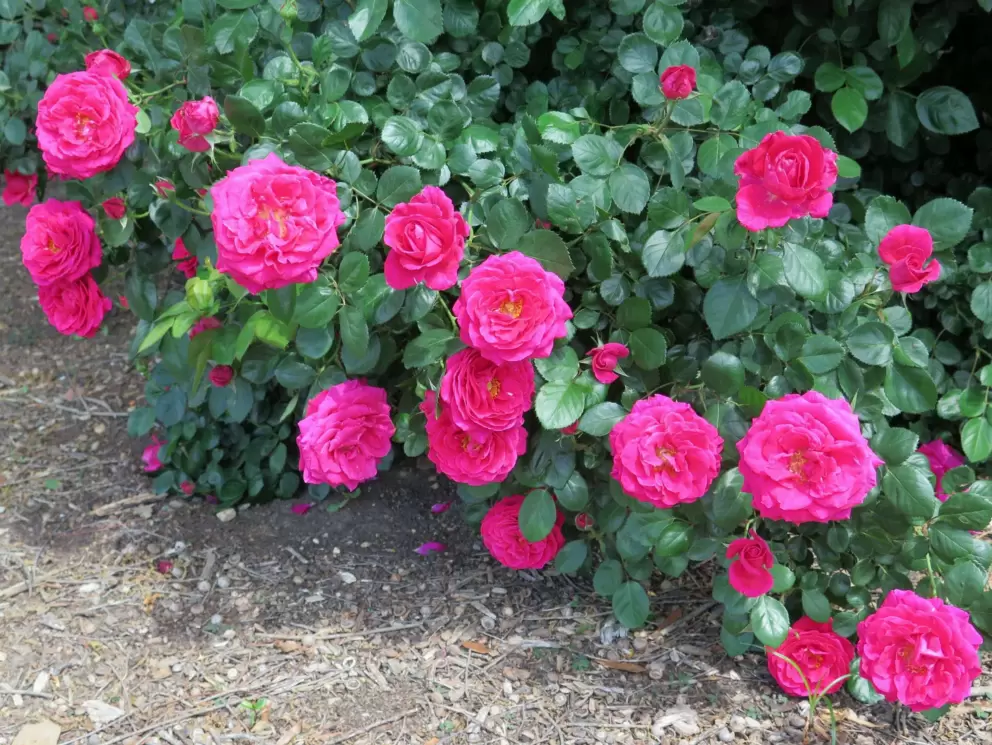 Pink splash.